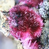 Eritrita (Eritrina)
cristal 20mm
(Autor: Ramon A  Lopez Garcia)