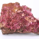 Eritrina
55 x 35x 10 mm
(Autor: Ivan Blanco (PDM))