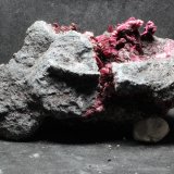 Eritrina
100 x 47 x 45 mm
(Autor: José Luis Zamora)