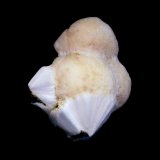 Escolecita
Pieza de 4.5x4cm
(Autor: DAni)