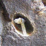 Escolecita
0'5 cm. la vacuola
(Autor: canada)