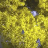 Metavoltina
Campo de visión de 2 mm.
(Autor: Antonio Carmona)