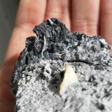 Estibina
6 cm x 5 cm
(Autor: Javi Llamazares)