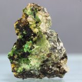 Eulytina
38x14 mm
(Autor: Juan Espino)
