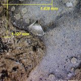 Garronita-Ca
1´43 x 1´02 mm.
(Autor: Jesus Franquesa Baucells)