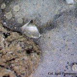 Garronita-Ca
1´43 x 1´02 mm.
(Autor: Jesus Franquesa Baucells)