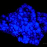 Fluorita
80x55 mm.
(Autor: Jesus Franquesa Baucells)