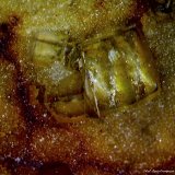 Fluorita.
3´747 x 2´926 mm.
(Autor: Jesus Franquesa Baucells)