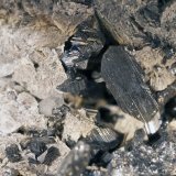 Freieslebenita, Siderita
cristales de hasta 8mm
(Autor: Raul Vancouver)