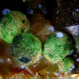 Conicalcita
Campo de visión de 3 mm.
(Autor: Antonio Carmona)