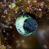 Cornwallita sobre Conicalcita
Campo de visión de 3 mm.
(Autor: Antonio Carmona)