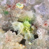 Agardita-(Y)
Campo de visión de 4 mm
(Autor: Antonio Carmona)