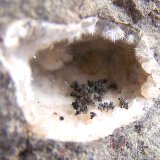 óxidos de manganeso sobre "mesolita-natrolita"
Geoda de 3cm
(Autor: canada)