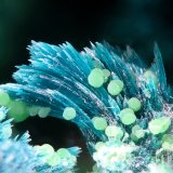 Gilmarita
fov 1,8 mm
(Autor: Jordi Fabre)