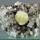 Girolita
26x24 mm
(Autor: Juan Espino)