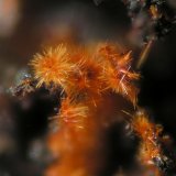 Goethita
FOV 1 mm
(Autor: Cesar M. Salvan)