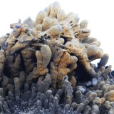 Goethita
7x8x4.5 cm
(Autor: Luis Edmundo Sánchez Roja)