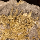 Oro
campo de visión 8cm
(Autor: Raul Vancouver)