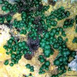 Goldhillita.
7´32 x 5´33 mm.
(Autor: Jesus Franquesa Baucells)