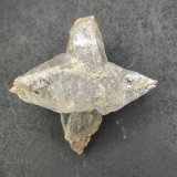 Yeso
8 x 8 cm
(Autor: Ramon M R)
