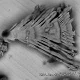 Acantita
6,7x5x3,5 cm.
(Autor: Nacho)