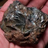 Hematites
Mina Rio (Mina Rio Marina), realce Valle Giove, Rio Marina, Isla de Elba, Provincia Livorno, Toscana, Italia
6.5 x 6 cm
(Autor: Matias Raja)