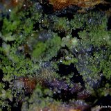 Hemimorfita y Duftita
5´89x4´90 mm.
(Autor: Jesus Franquesa Baucells)