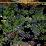 Hemimorfita y Duftita
5´89x4´90 mm.
(Autor: Jesus Franquesa Baucells)