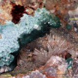 Hemimorfita y Rosasita.
1´083 x 0´805 mm.
(Autor: Jesus Franquesa Baucells)
