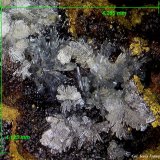 Hemimorfita.
4´26 x 4´12 mm.
(Autor: Jesus Franquesa Baucells)