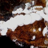 Hidrozincita.
2´389 x 0´740 mm.
(Autor: Jesus Franquesa Baucells)