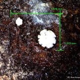 Hidrozincita.
1´516 x 1´019 mm.
(Autor: Jesus Franquesa Baucells)