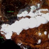 Hidrozincita.
2´389 x 0´740 mm.
(Autor: Jesus Franquesa Baucells)