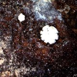 Hidrozincita.
1´516 x 1´019 mm.
(Autor: Jesus Franquesa Baucells)