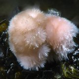 Hörnesita
1.3mm
(Autor: yowanni)