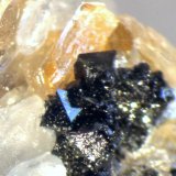 Humita
< 1 mm
(Autor: José Luis Zamora)