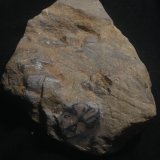 Andalucita (variedad quiastolita)
10x8cm
(Autor: Obsi)