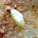 Wulfenita
Cristal 1,5x1mm
(Autor: Emilio Téllez)