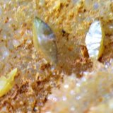 Wulfenita
Cristalitos de 1,5x1mm
(Autor: Emilio Téllez)