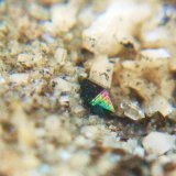 Anatasa
Cristal 3 mm.
(Autor: Nieves)