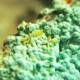 Mimetita
Cristales 2 mm.
(Autor: Nieves)