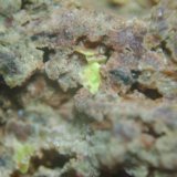 Autunita
2 X 2 mm
(Autor: P. apita)