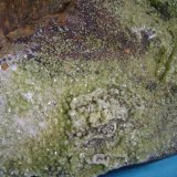 Piromorfita.
13 X 10 X 9 centimetros ,cristales mayores 3 y 4 milimetros.
(Autor: P. apita)