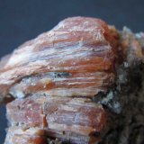 Celestina
4 cm. ancho de campo
(Autor: prcantos)