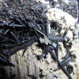 Ferroactinolita-Tremolita (Serie)
4 cm. ancho de campo
(Autor: prcantos)