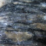 Ortogneis
3 cm. ancho de campo
(Autor: prcantos)