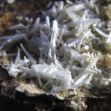 Celestina
3 cm. ancho de campo
(Autor: prcantos)