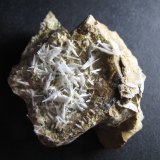 Celestina
5 x 5 cm.
(Autor: prcantos)