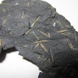 Pizarra con quiastolita
4'5 cm. ancho de campo
(Autor: prcantos)