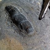 Pseudomorfo de andalucita en micaesquisto grafitoso con quiastolita (metacorneana quiastolítica)
Cristal de casi 4 cm.
(Autor: prcantos)